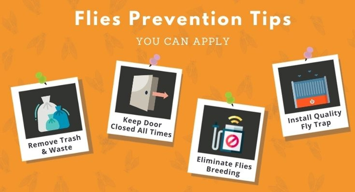 Debugged Blog Ten Questions To Ask About Flies Control Prevention Tips 