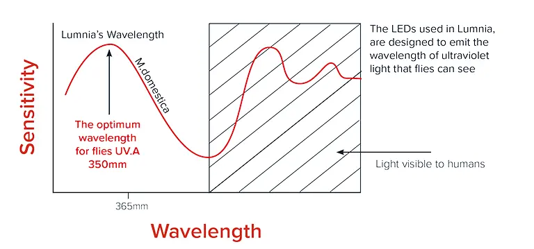 Las luces LED que utiliza Lumnia, están diseñadas para emitir una longitud de onda de luz ultravioleta que las moscas pueden ver.