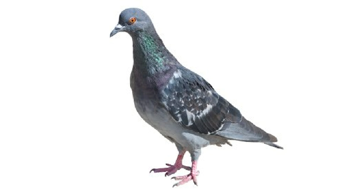 Pigeon Columba Livia