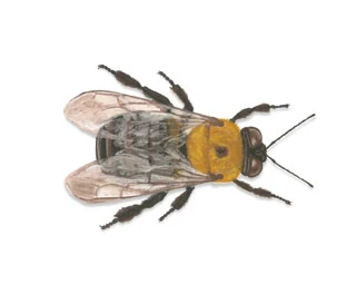 Xylocopa virginica