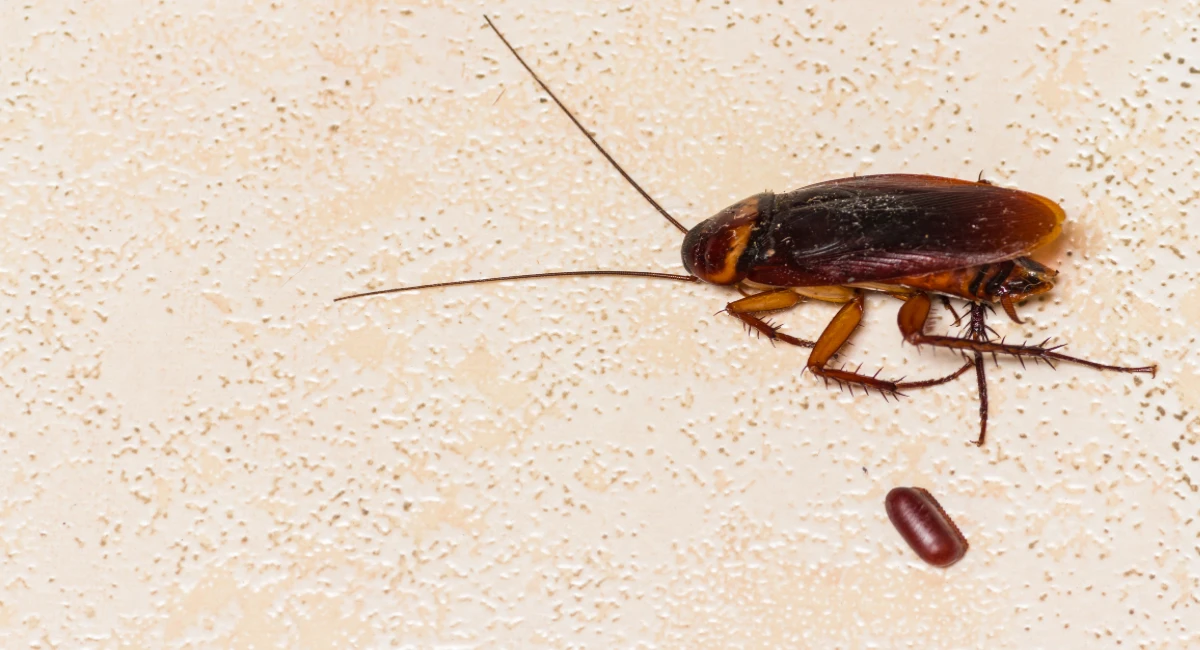Periplaneta americana morta ao lado de uma ooteca
