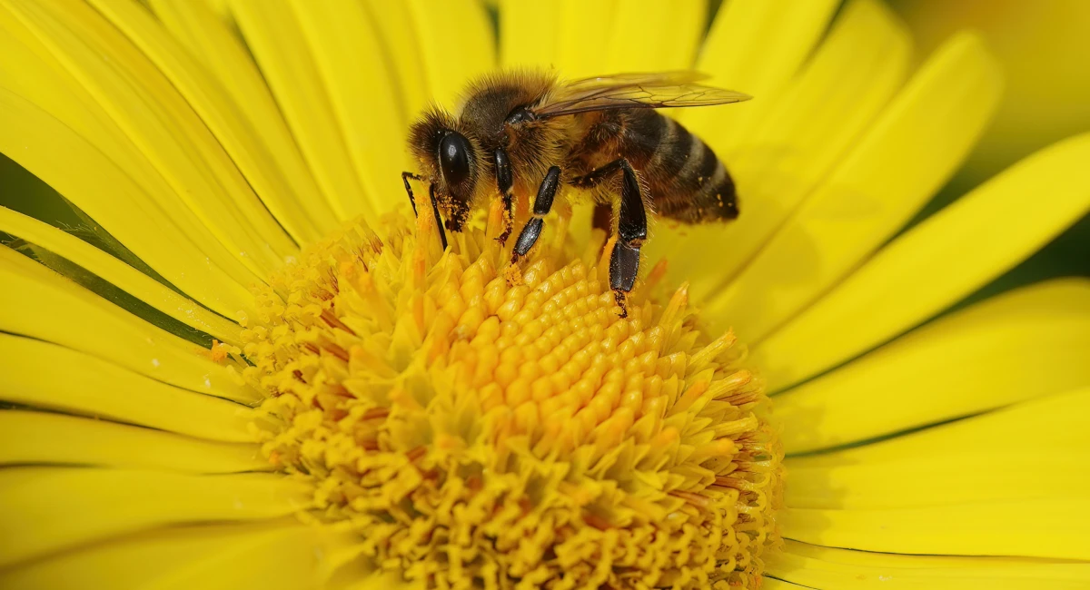 Honigbiene (Apis mellifera)