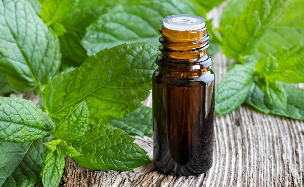 Do birds afraid of peppermint oil?