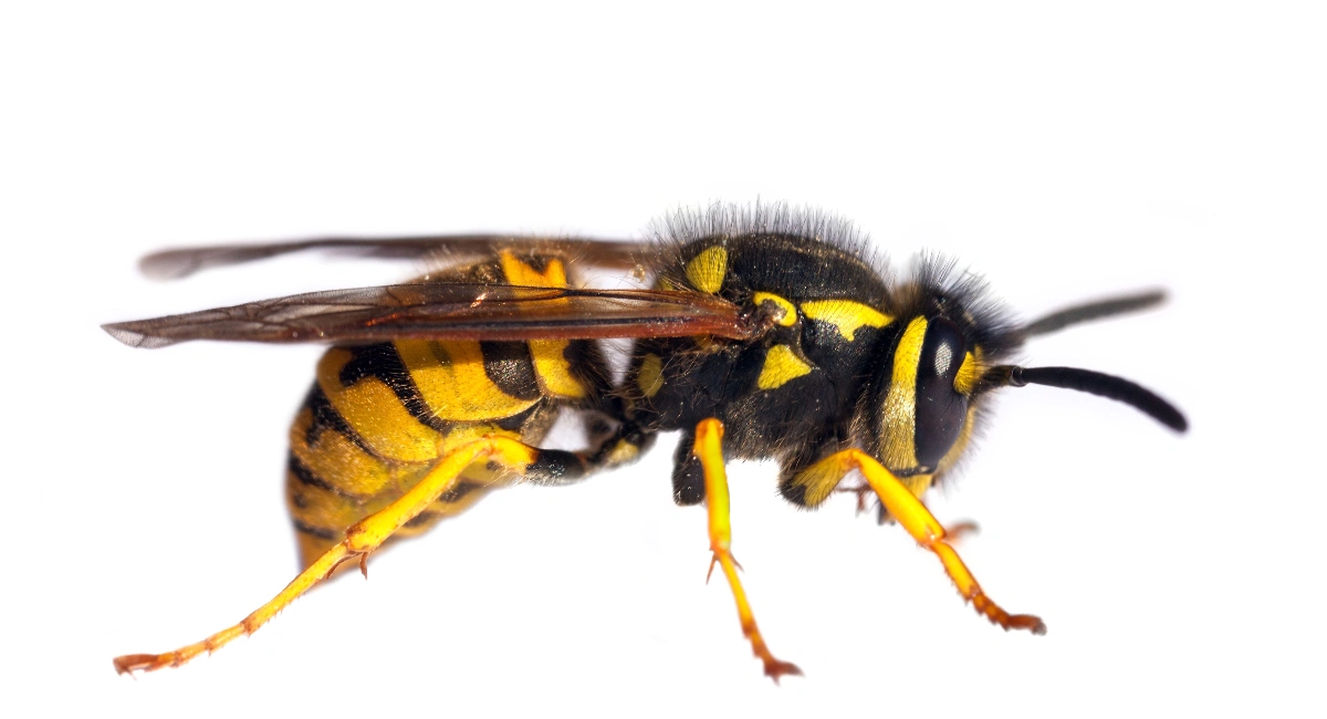 Vespula