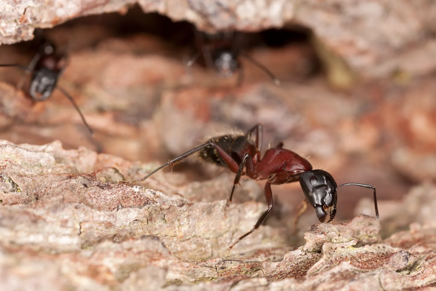 Monomorium pharaonis