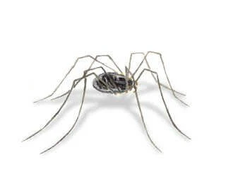spiders daddy long legs