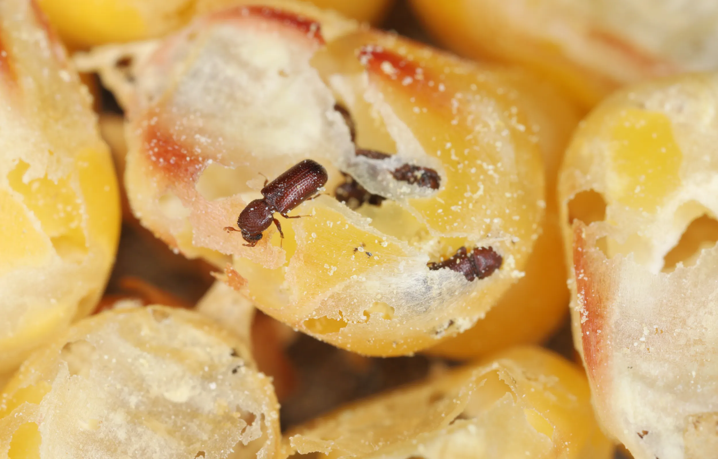 Lesser grain beetle