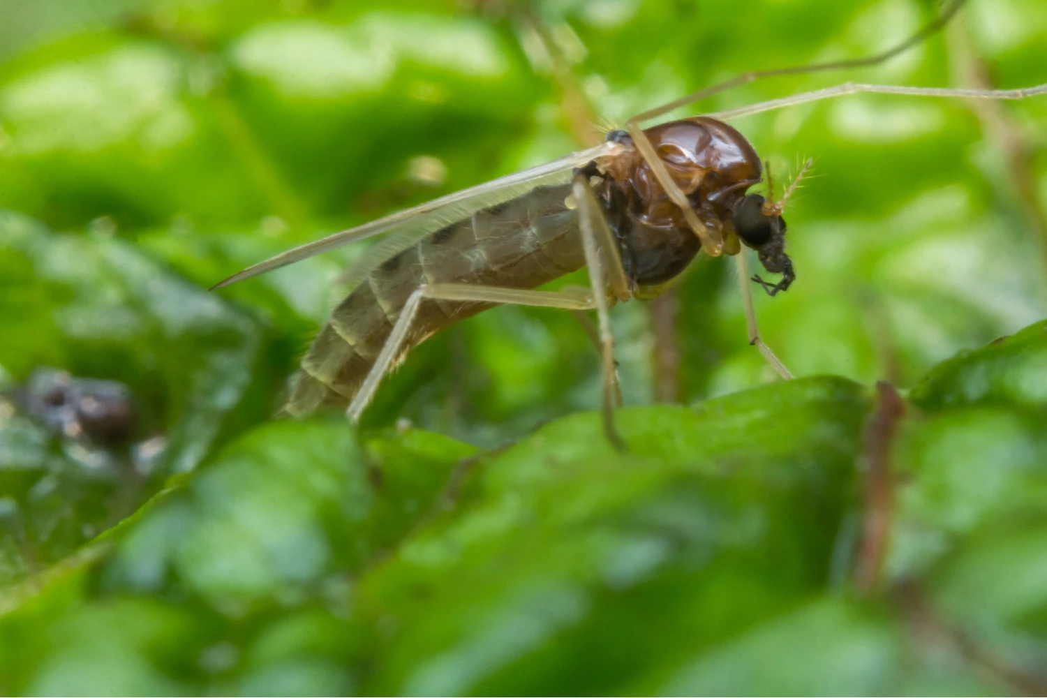 Sand Fly