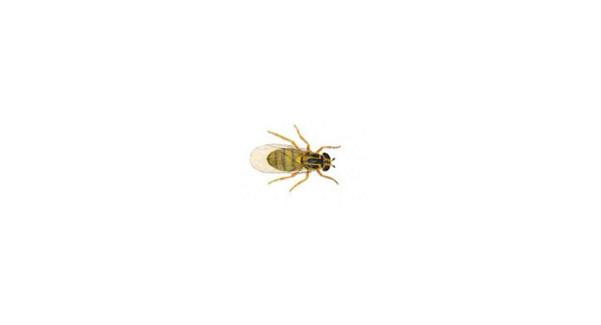 Grass fly