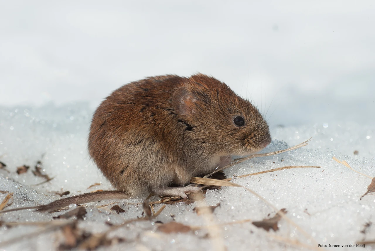 Clethrionomys glareolus