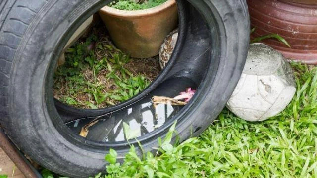 Debugged Blog What You Need Know About Indoor And Outdoor Pest Control Water Receptacles