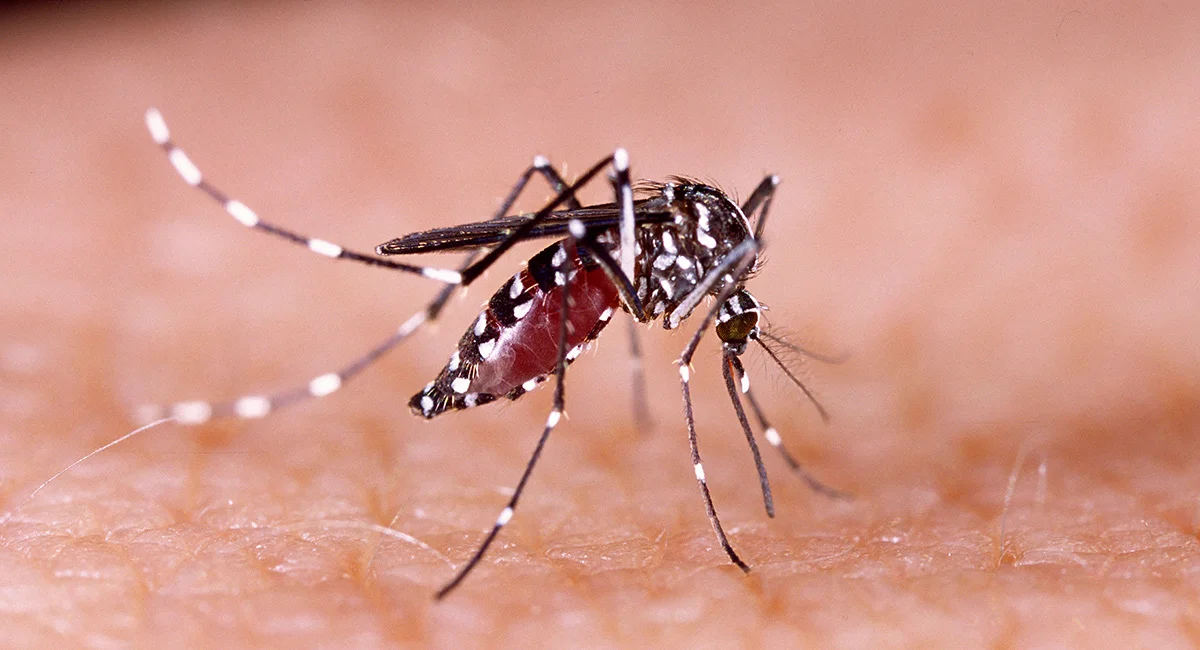 Mosquito on skin close up blood full malaria