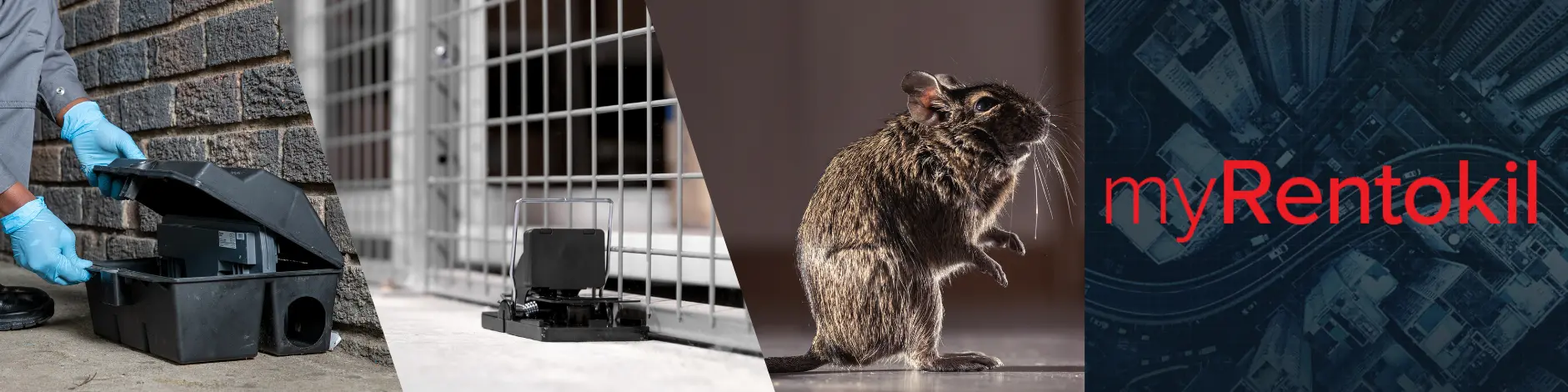 digital pest
