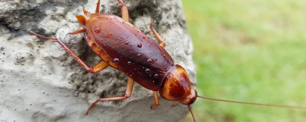 How can you catch a disease from a cockroach