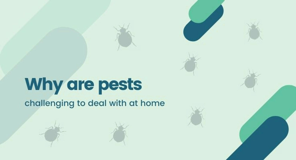 Debugged Blog Common Pest Problems At Home Why Are Pest Challenging To Deal With