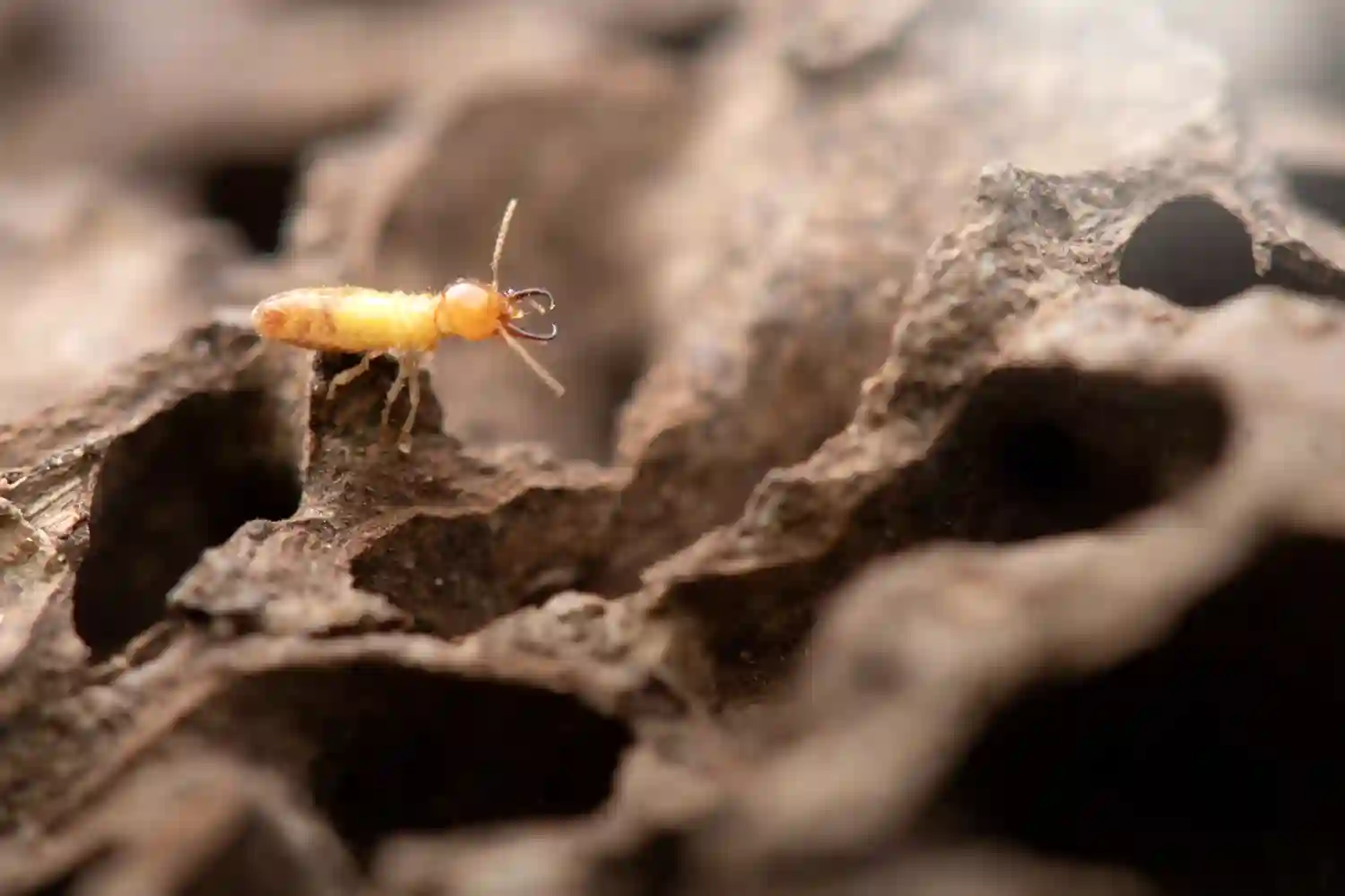termites