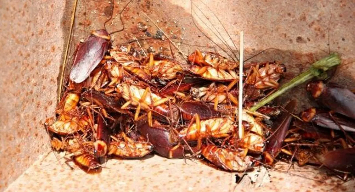 prevent-cockroach