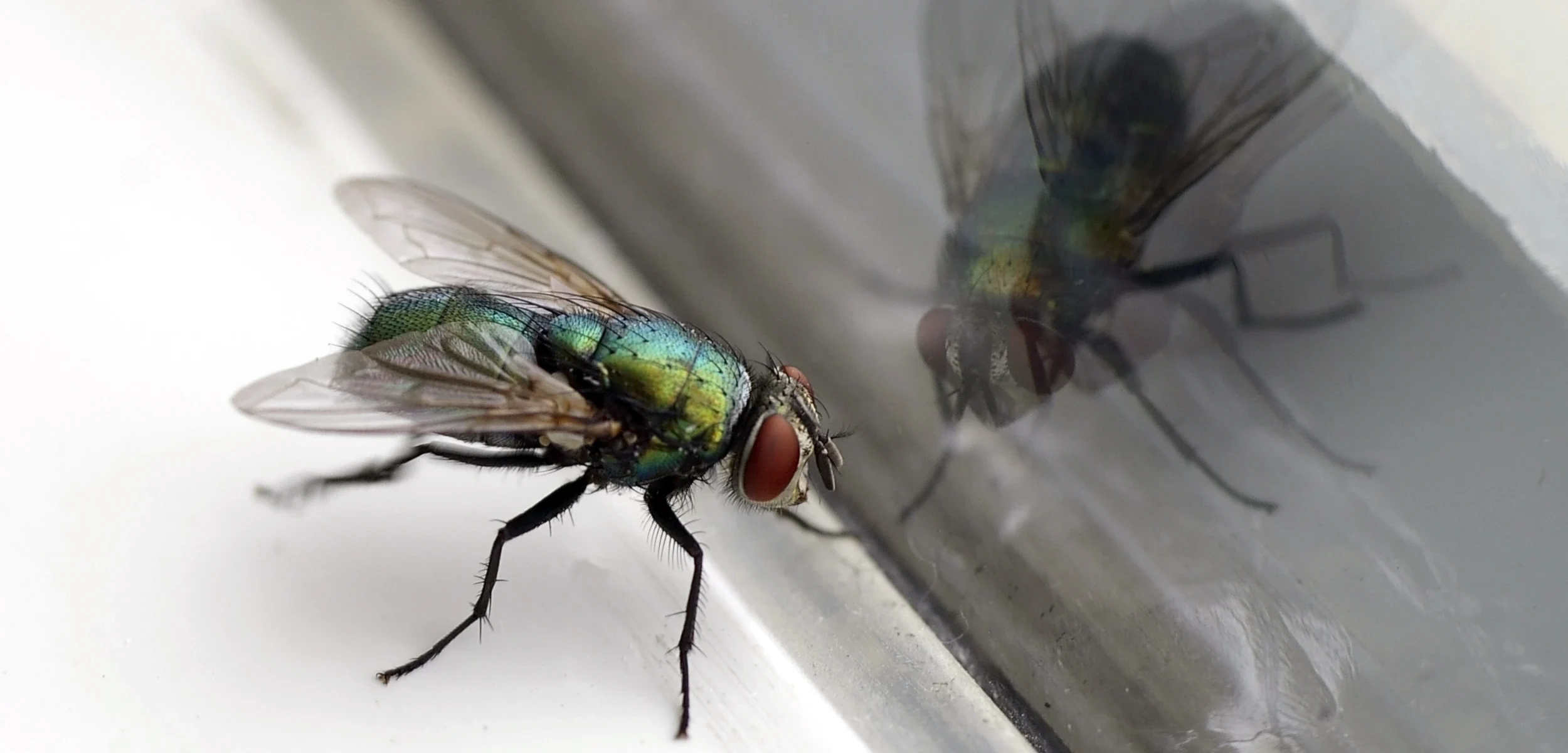 Fliegen
