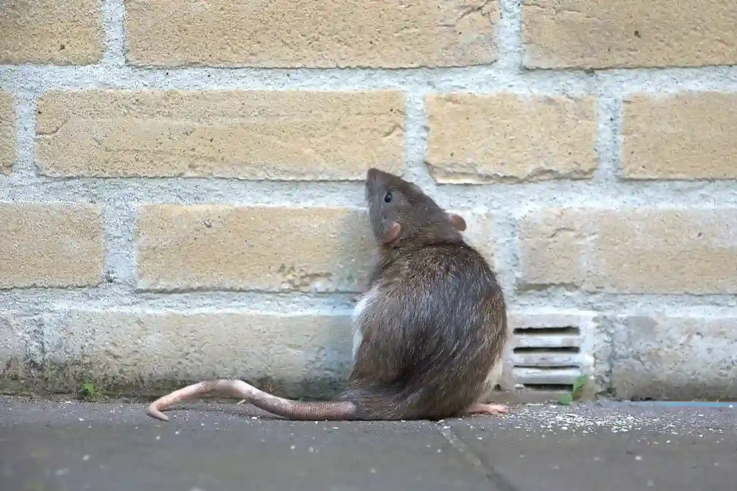 Szczur