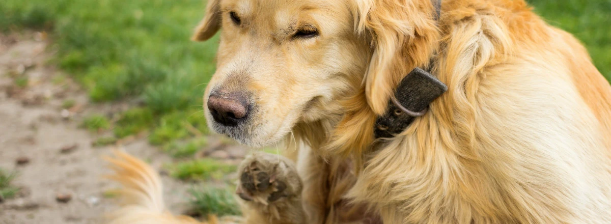 Chien 