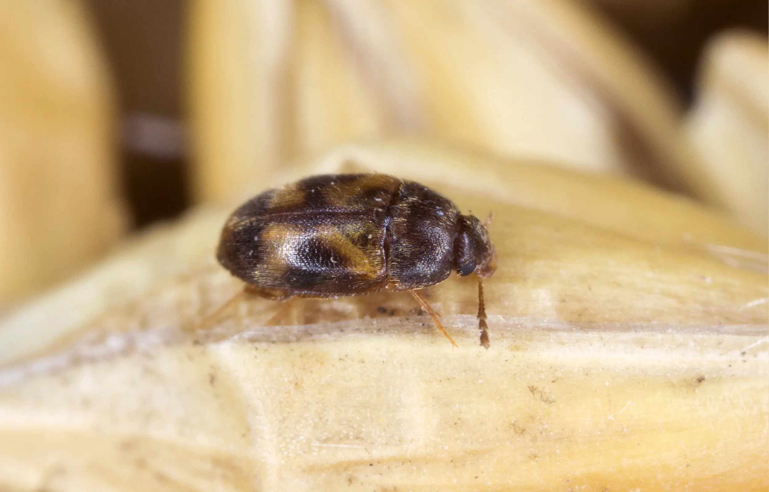 warehouse-beetle