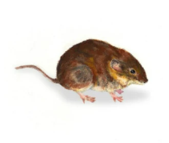 Rato Toupeiro de Barragens