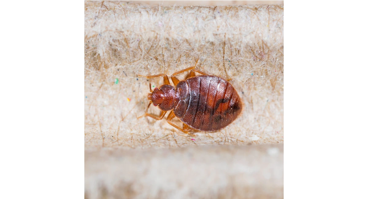 bedbugs