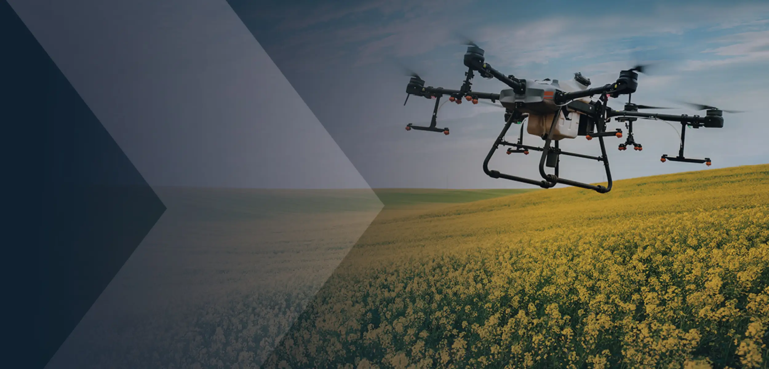 Drone over field of flowers