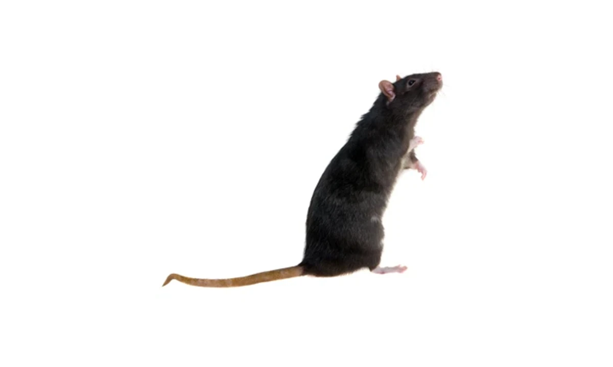 Black rattus