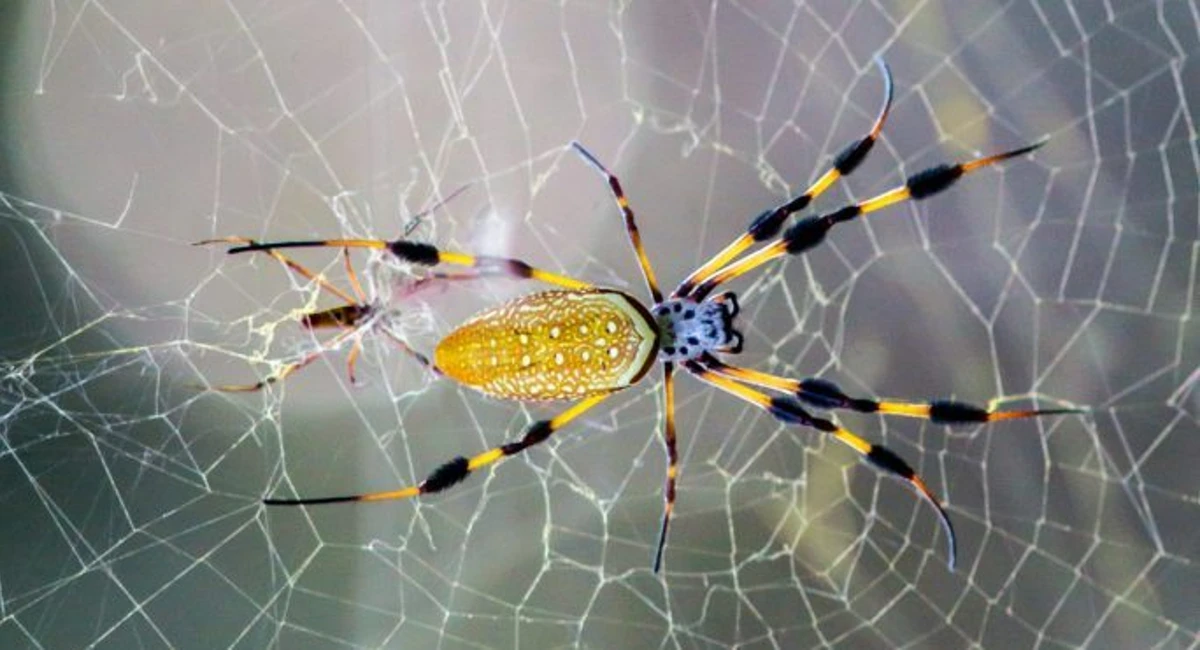 Spider