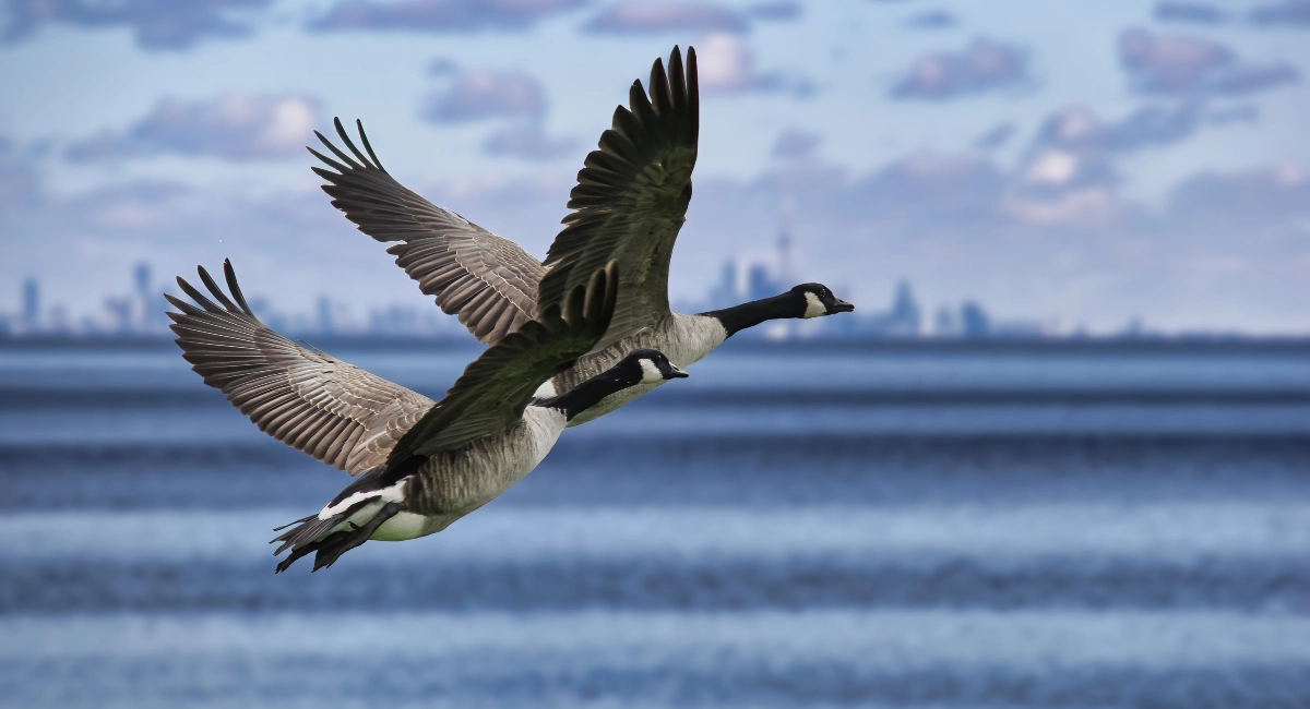 Canadian goose