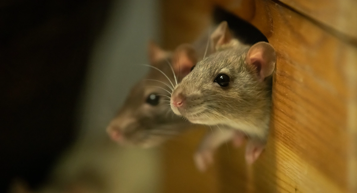 rats-have-good-memory