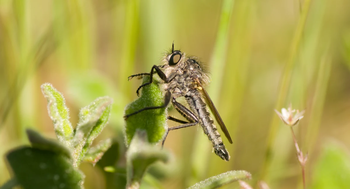Spiriverpa Lunulata