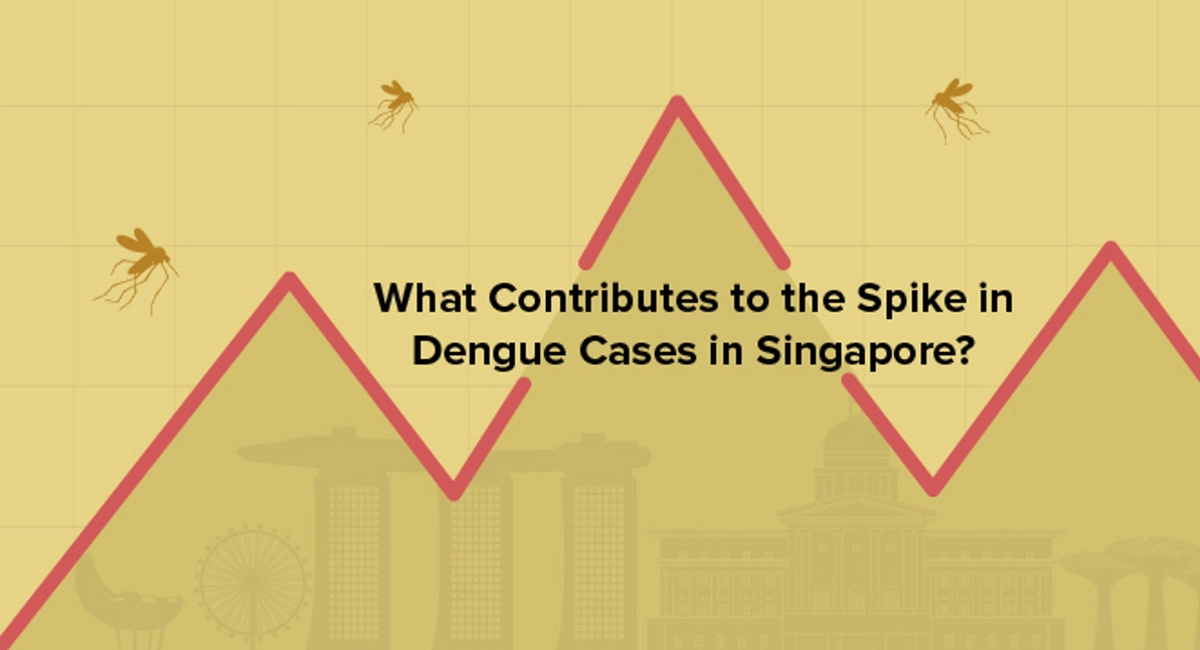 What contributes to the spike in dengue cases in Singapore
