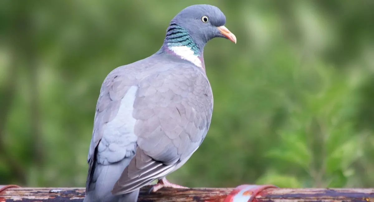 pigeon ramier