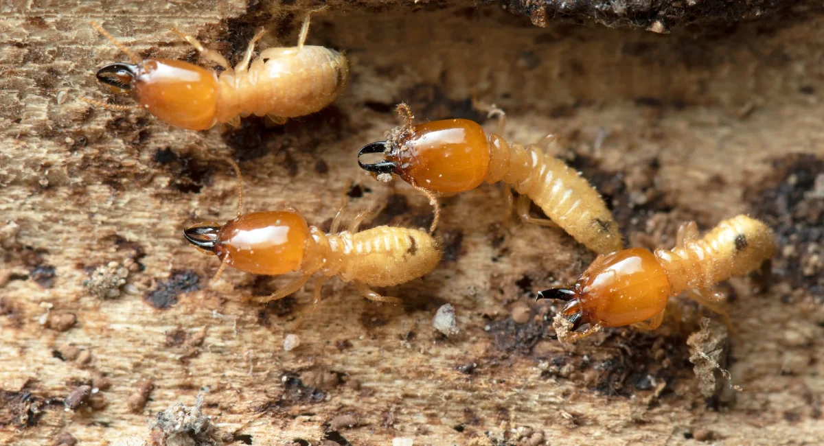 pictures of termite infestation