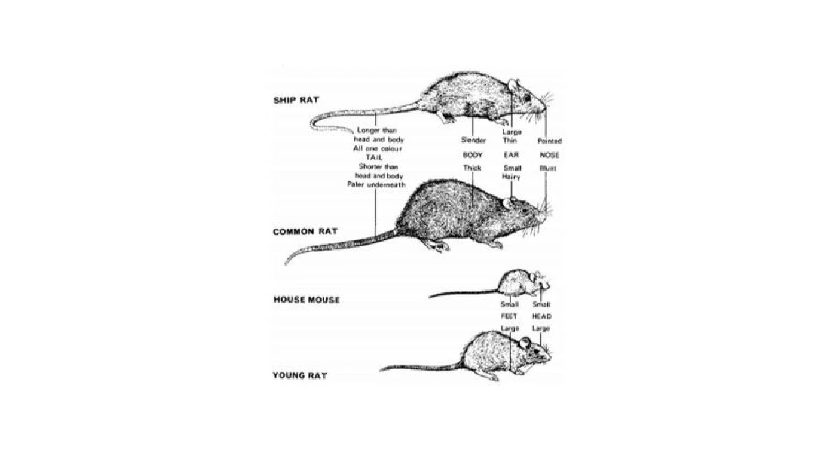 rat chart