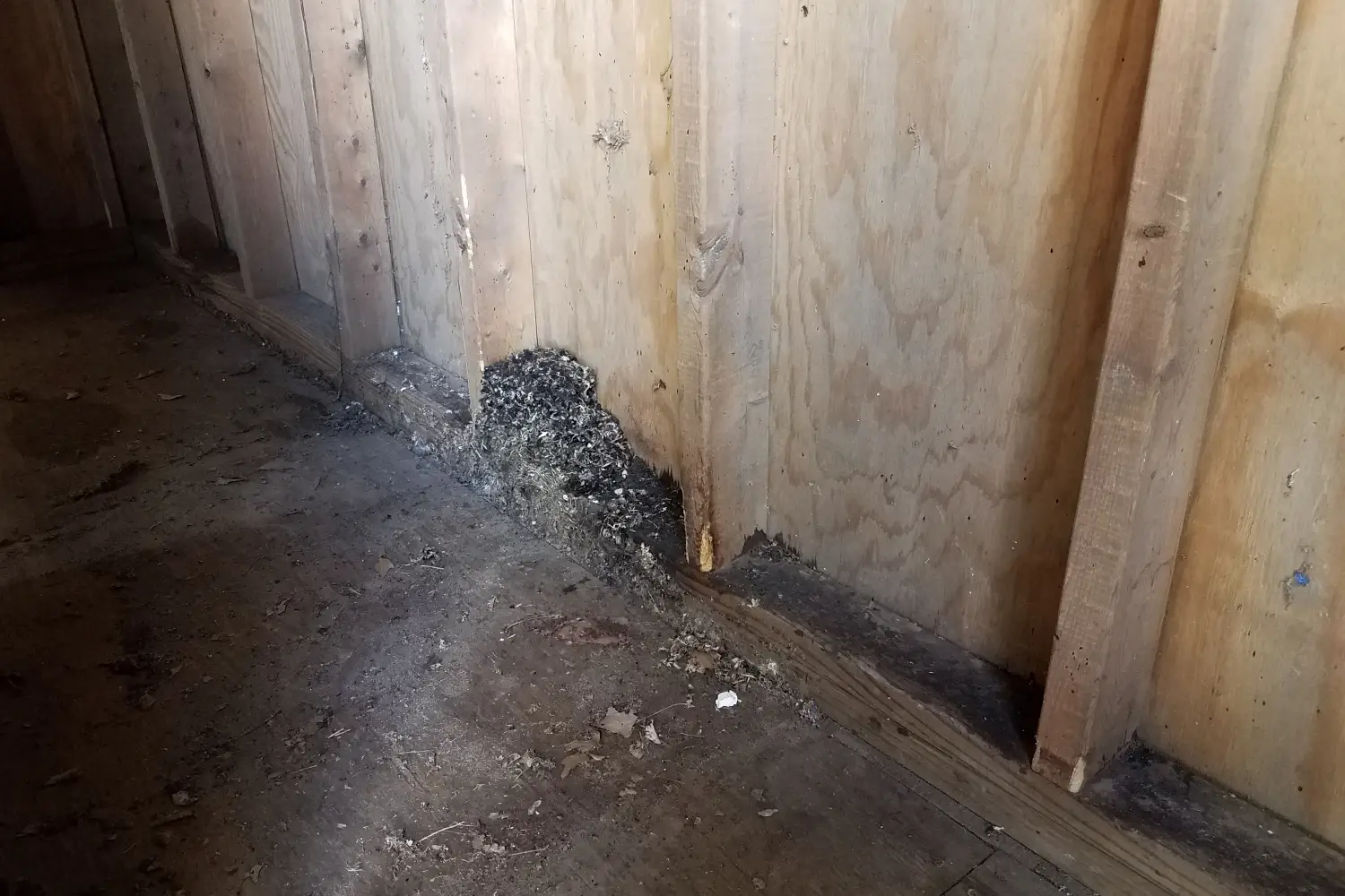 Rat VS Mouse Droppings