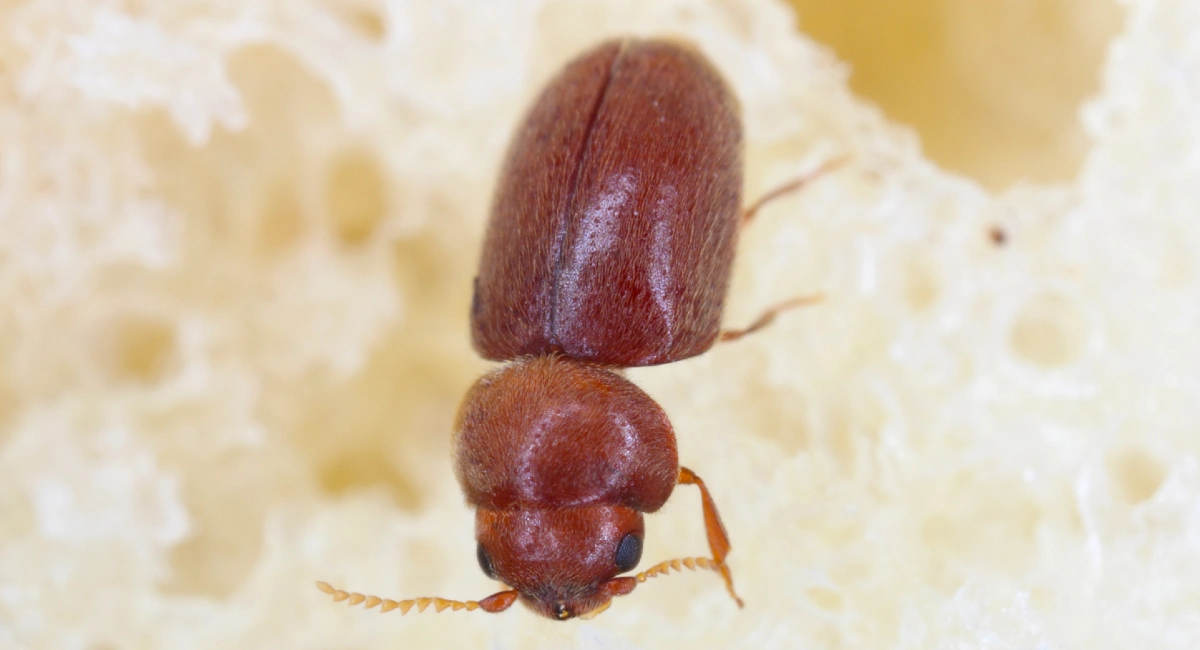 Common furniture beetle