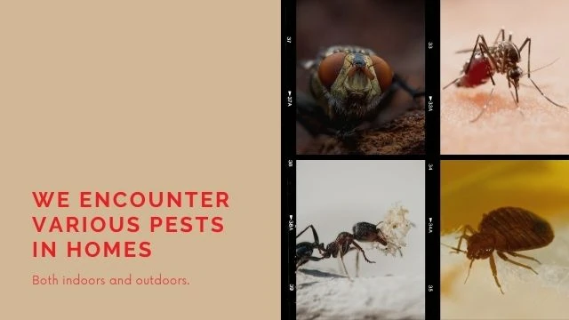 Outdoor Pest Control: Top 5 pests to worry