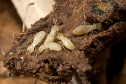 Brooming Insects Other Crawling Insect Species | Rentokil Hong Kong
