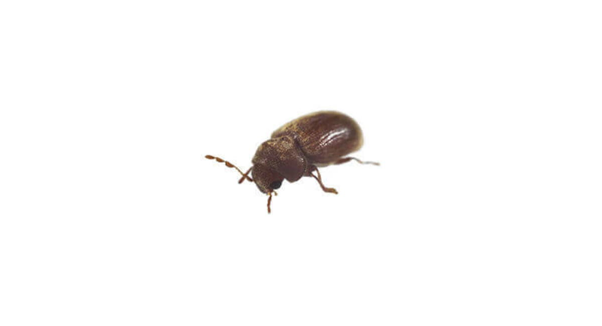 Biscuit beetle