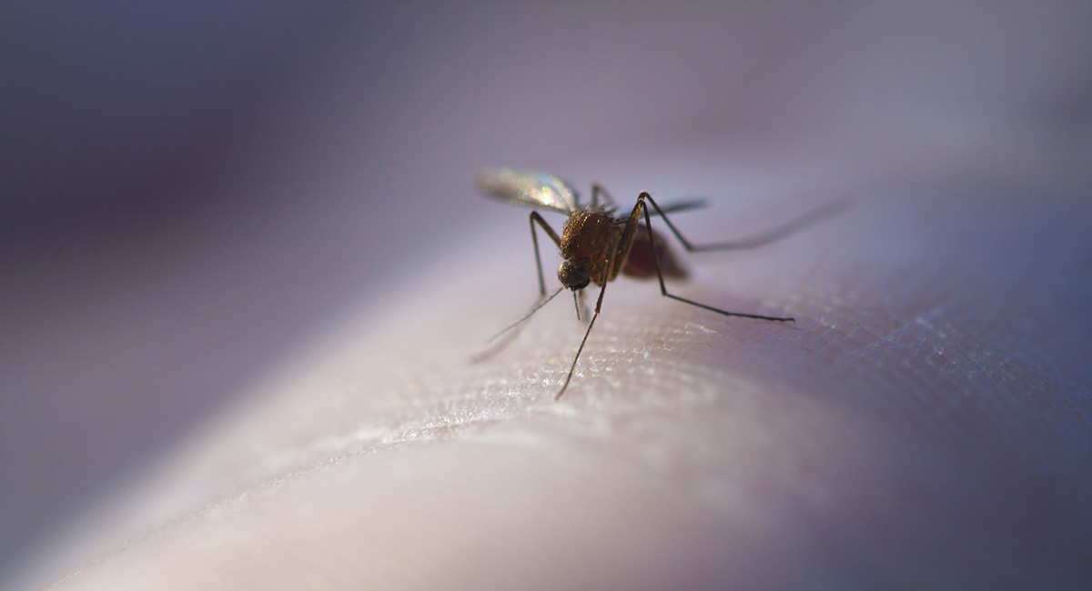 culex mosquito
