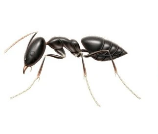 Pharaoh's Ant