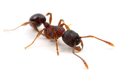 myrmica