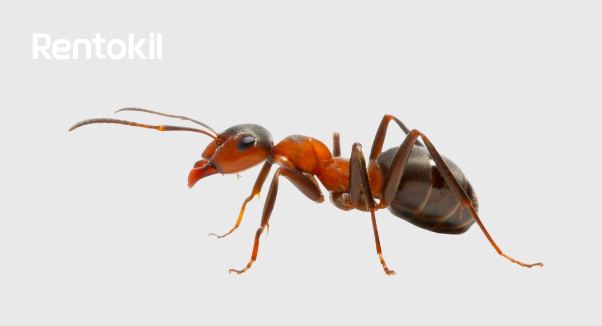 fourmis