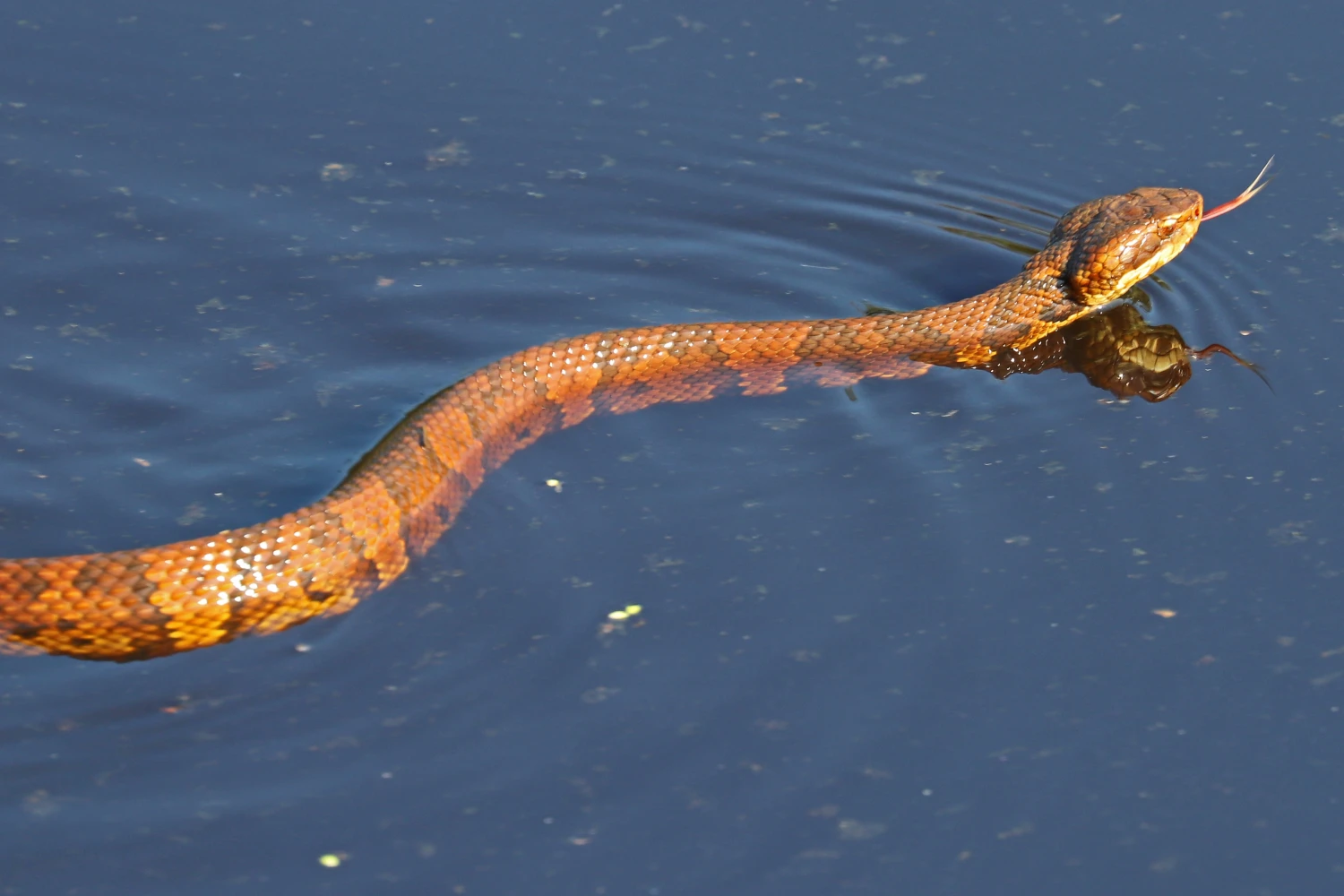 Grass snake – Water snake