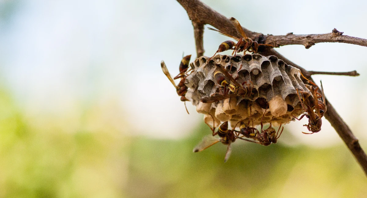 Wasp nest tree