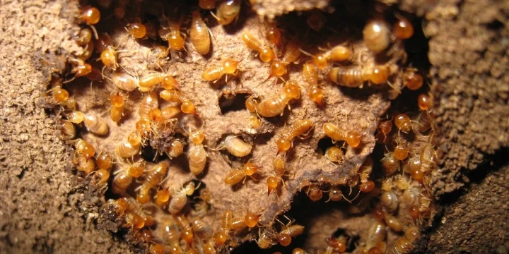 Termites