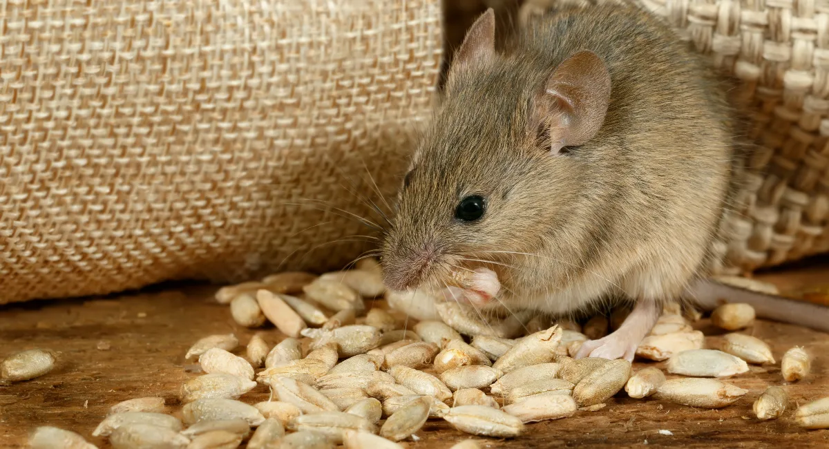 mice